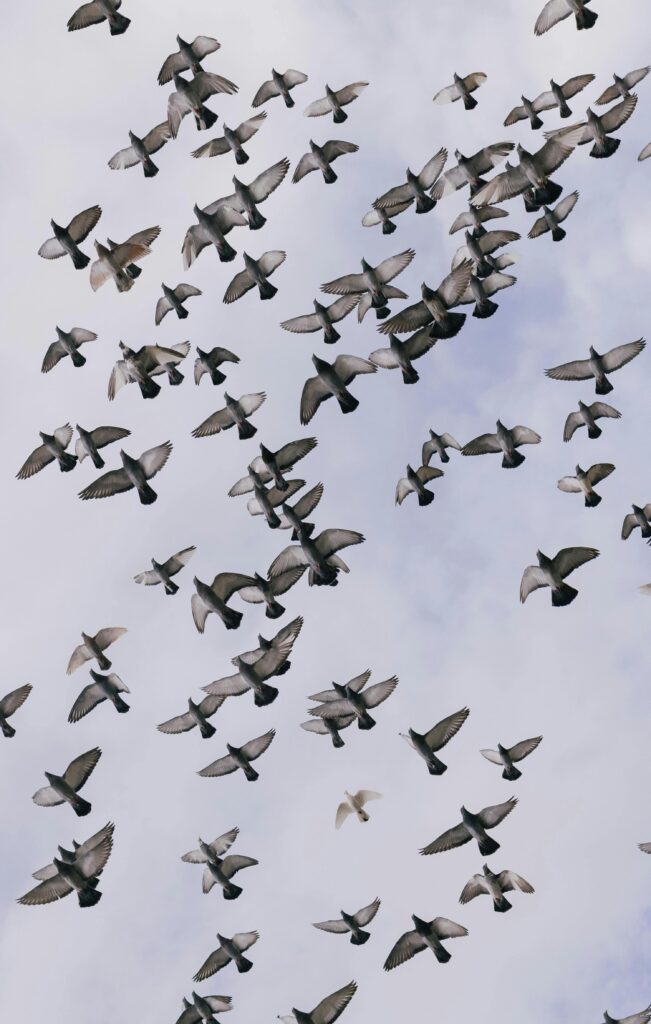 A stunning capture of a flock of birds flying against a serene blue sky, showcasing nature's beauty.